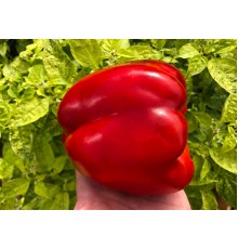 Bagira