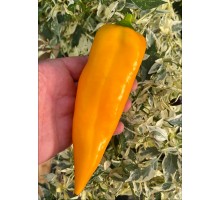Marconi Golden