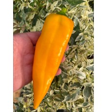 Marconi Golden