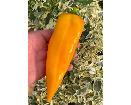 Marconi Golden