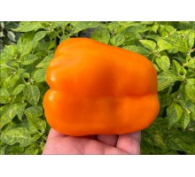 Amber Cup