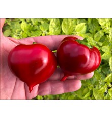 Little Heart