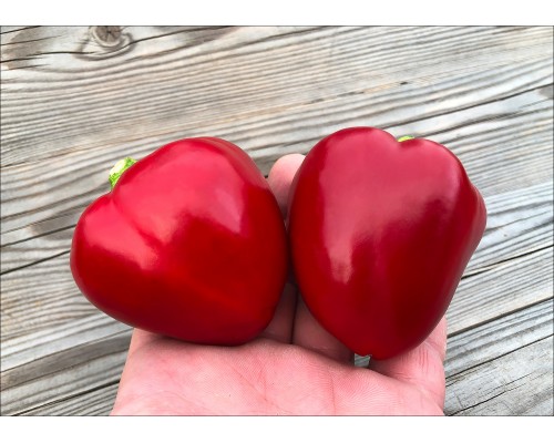 Dolce Petalo