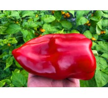 Nocera Rosso