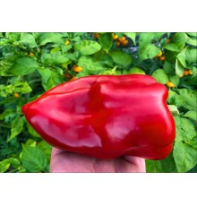 Nocera Rosso