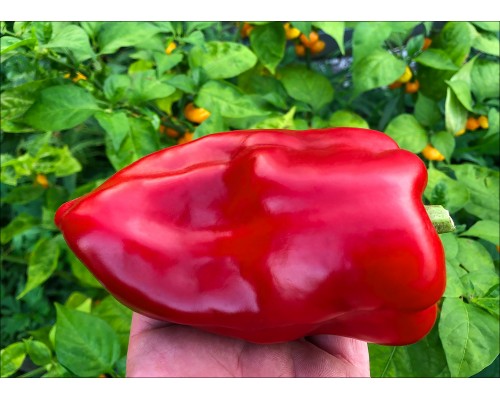 Nocera Rosso
