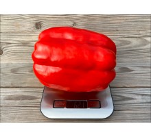 Mega Italy Red