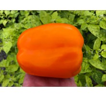Orange Bull