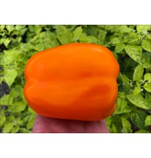 Orange Bull
