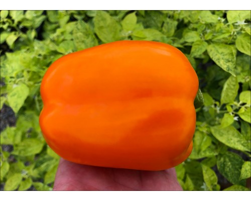 Orange Bull