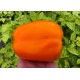 Orange Bull