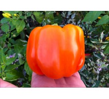 Orange King