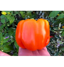 Orange King