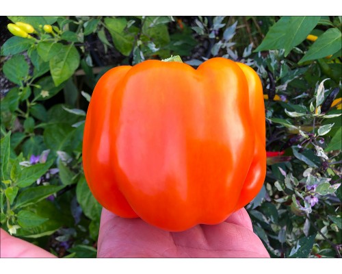 Orange King