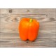 Orange Jujube