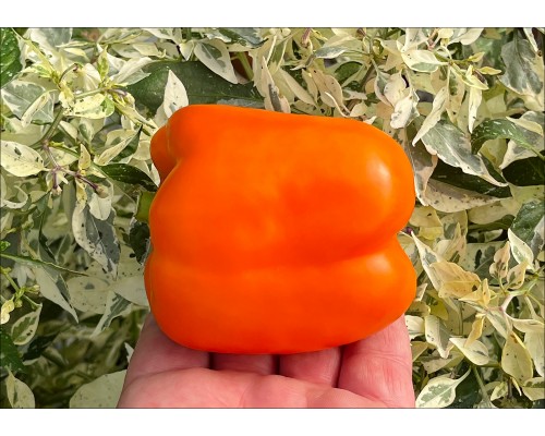 Orange Jujube