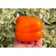 Orange Jujube