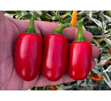 Jalapeno Barajas