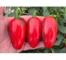 Jalapeno Marina
