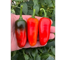 Jalapeno Sinclair