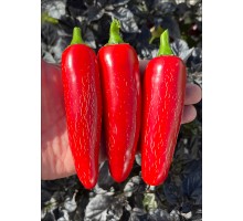 Jalapeno San Joaquin