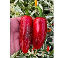 Megatron Jalapeno