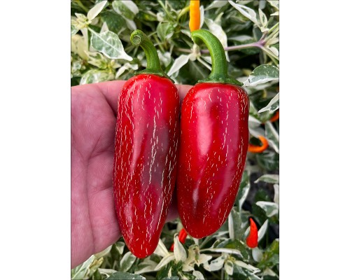 Megatron Jalapeno
