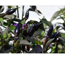 Zimbabwe Black