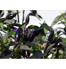 Zimbabwe Black
