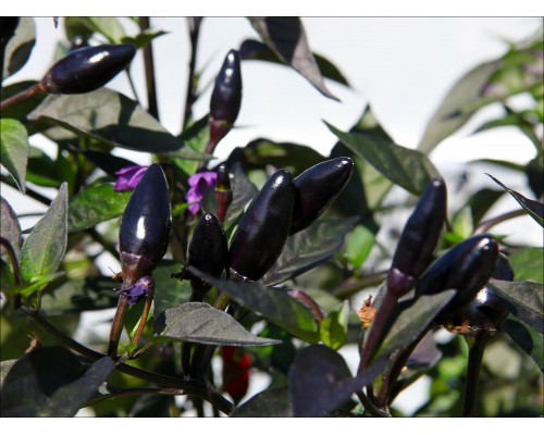 Zimbabwe Black