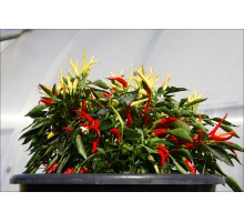 Medusa Red