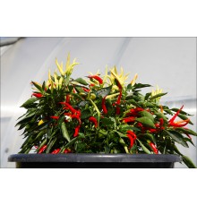 Medusa Red