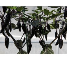 Total Black