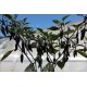 Total Black