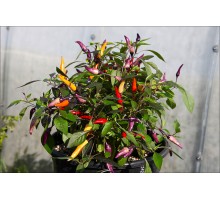 Bleeding Maya Purple Passion