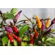 Bleeding Maya Purple Passion