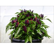 Mambo Purple