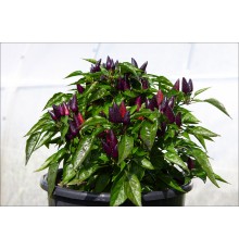 Mambo Purple