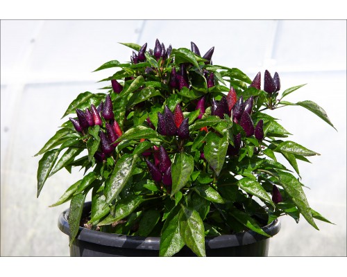 Mambo Purple