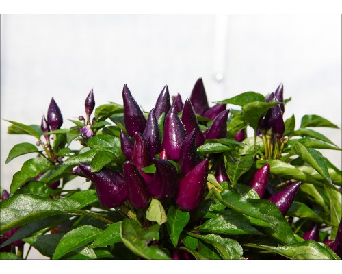 Mambo Purple