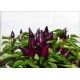 Mambo Purple