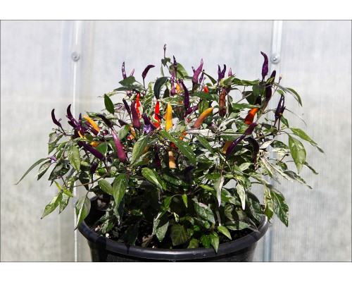 Jalapeno PF Purple Variegated