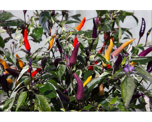 Jalapeno PF Purple Variegated