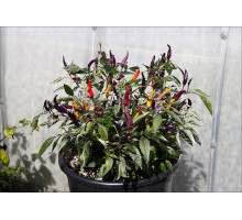 Jalapeno PF Purple Variegated