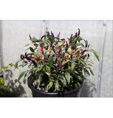 Jalapeno PF Purple Variegated