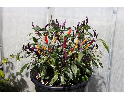 Jalapeno PF Purple Variegated