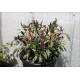 Jalapeno PF Purple Variegated