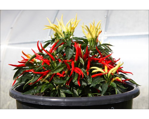 Chilly Chili