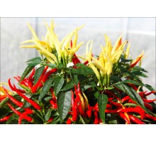Chilly Chili