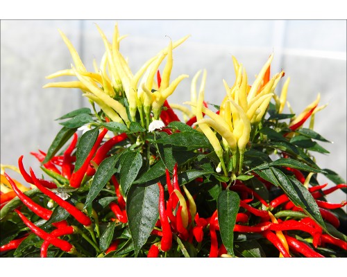 Chilly Chili